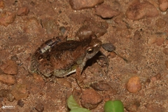 Microhyla nilphamariensis