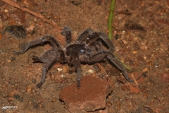 Chilobrachys