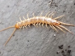 Lithobius melanops