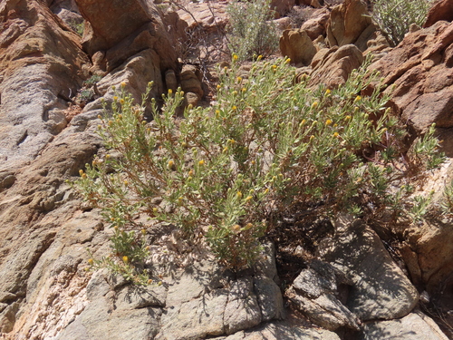 Image of Pegolettia oxyodonta by no rights reserved