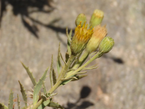 Image of Pegolettia oxyodonta by no rights reserved