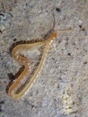 Geophilus flavus