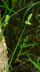 Carex cephaloidea