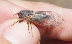 Platypedia laticapitata