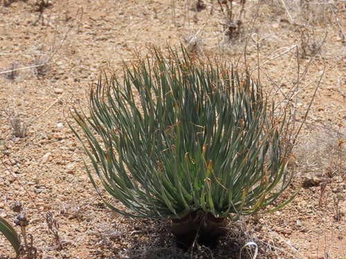 Gethyllis namaquensis