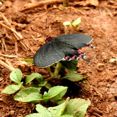 Parides bunichus