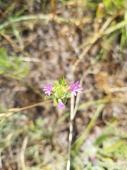 Epilobium densiflorum