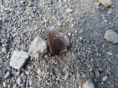Erebia discoidalis