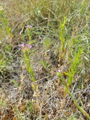 Epilobium densiflorum