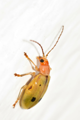 Malacorhinus tripunctatus