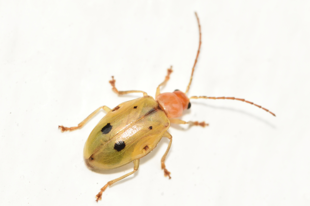 Malacorhinus tilghmani