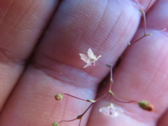 Nemacladus parikhiae