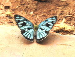 Dynamine postverta postverta