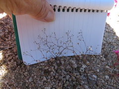 Nemacladus parikhiae