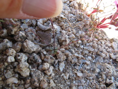 Nemacladus parikhiae