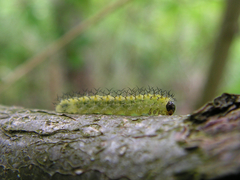 Periclista
