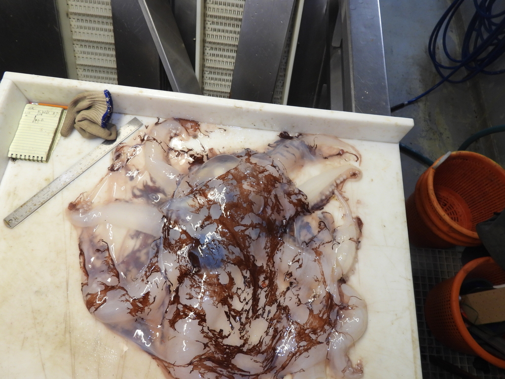 Opisthoteuthis borealis