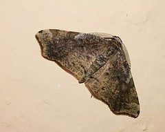 Achrosis