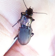 Poecilus lepidus
