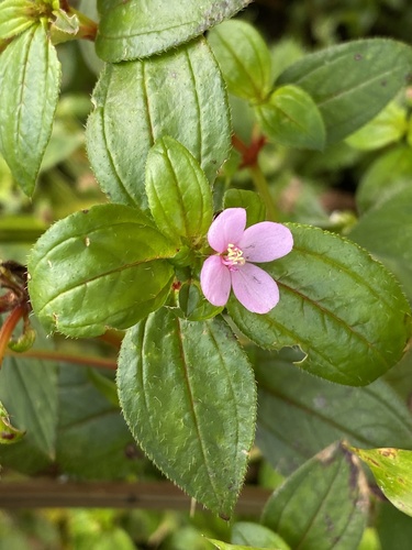 Schwackaea cupheoides (Benth.) Cogn.