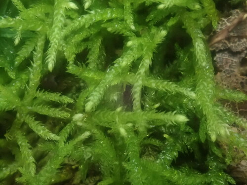 New England Bryhnia Moss (Bryhnia novae)