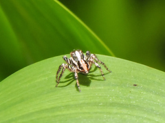 Leptofreya ambigua