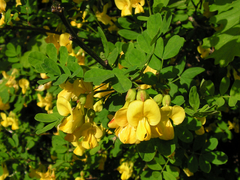 Hippocrepis emerus emerus