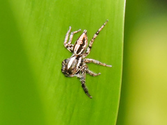 Leptofreya ambigua