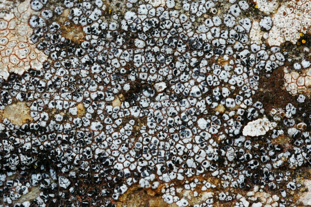 Acarospora versicolor