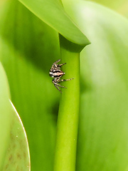 Leptofreya ambigua