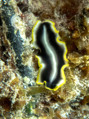 Pseudoceros paralaticlavus