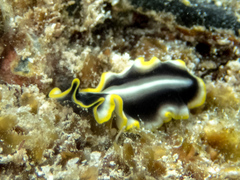 Pseudoceros paralaticlavus