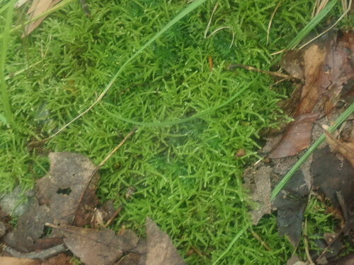 Image of Bryhnia novae by no rights reserved