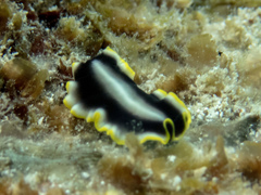 Pseudoceros paralaticlavus