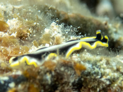 Pseudoceros paralaticlavus