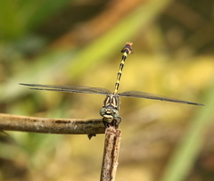 Phyllogomphoides stigmatus