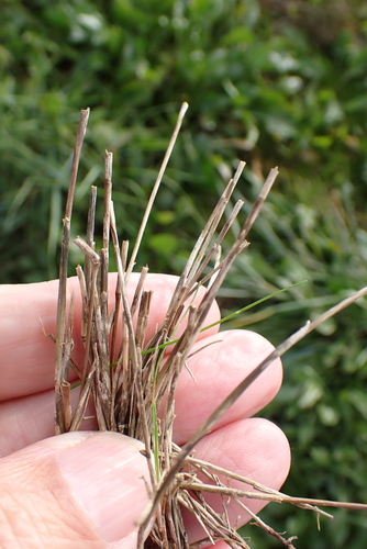 Image of Parapholis strigosa by no rights reserved