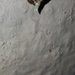 Endotricha