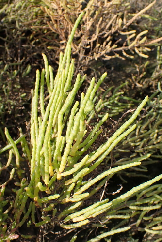 Image of Salicornia procumbens by no rights reserved