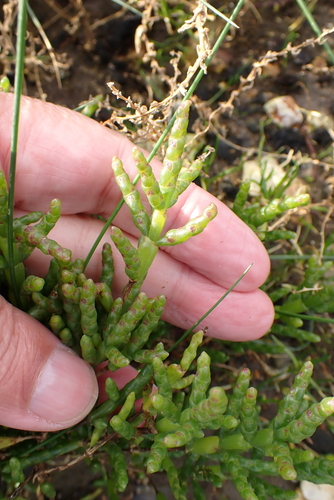 Image of Salicornia disarticulata by no rights reserved
