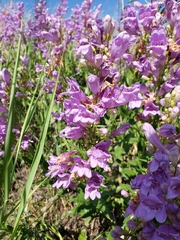 Penstemon venustus