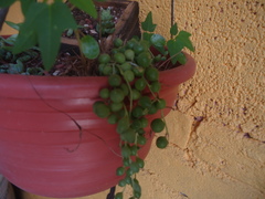 Curio rowleyanus