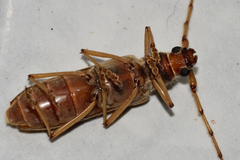Eburia clara