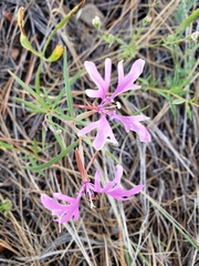 Clarkia pulchella