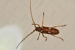Eburia clara