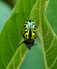 Calligrapha mexicana