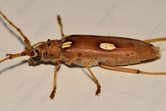 Eburia clara