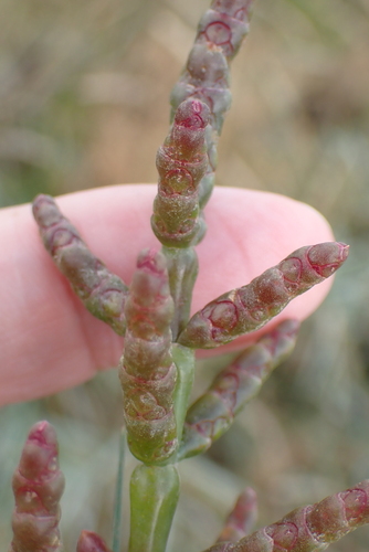 Image of Salicornia ramosissima by no rights reserved
