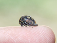 Campylocentrus