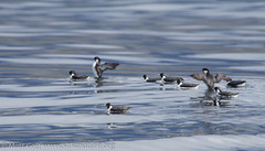 Synthliboramphus antiquus